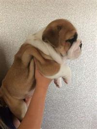 Bulldog inglês cachorros para adopção
