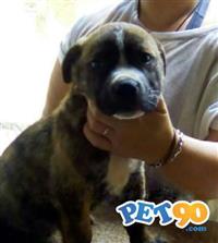 Filhotes Bandog /Dogo Argentino mix Rottweiler