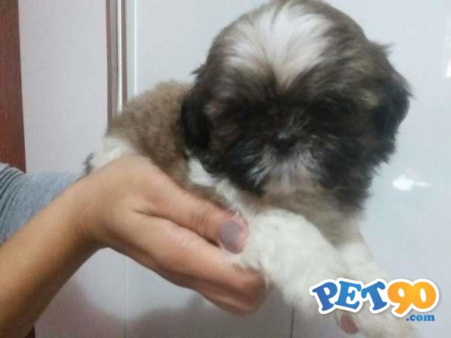 Filhotes de Shih Tzu
