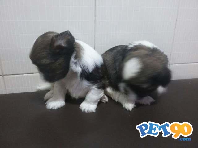 Filhotes de Shih Tzu