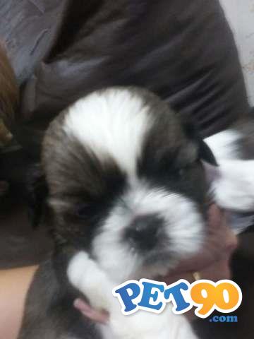 Filhotes de Shih Tzu