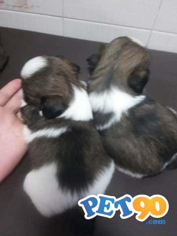 Filhotes de Shih Tzu