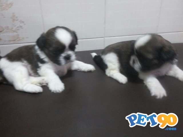 Filhotes de Shih Tzu