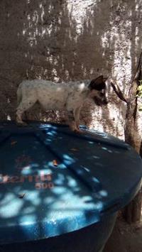 Filhotes de Boiadeiro Australiano