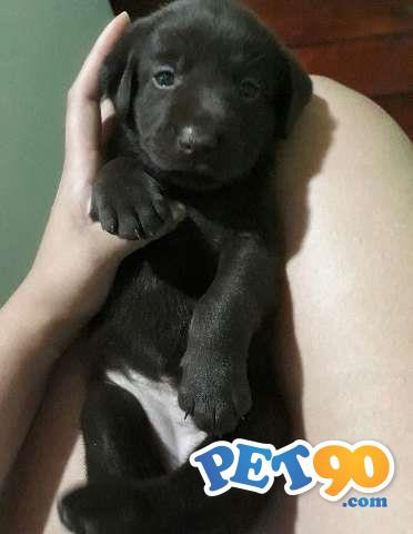 Filhotes de Labrador