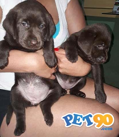 Filhotes de Labrador