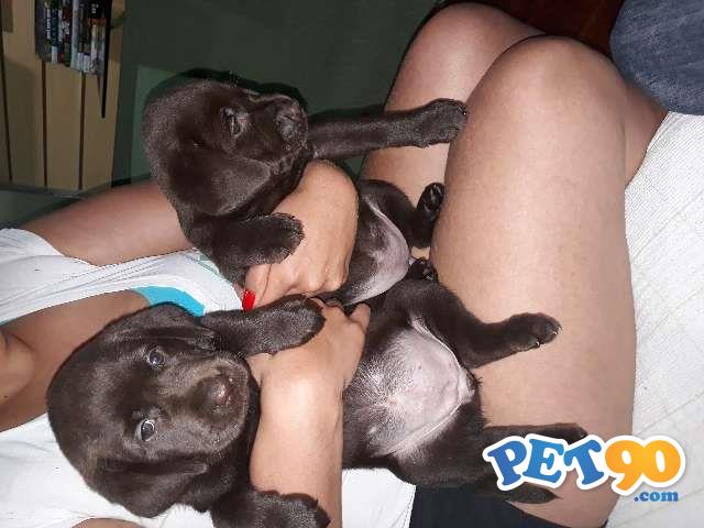 Filhotes de Labrador