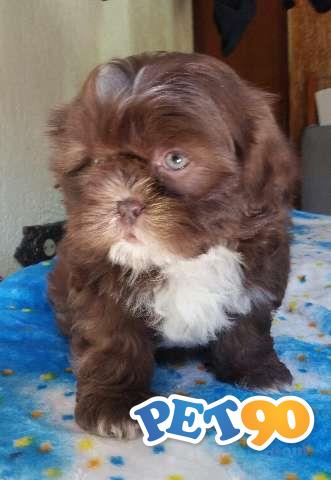 Shih tzu - Ótimo Pedigree - Com garantia de saúde em contrato