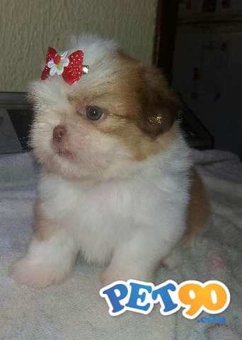 Shih tzu - Ótimo Pedigree - Com garantia de saúde em contrato