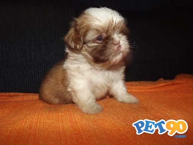 Shih tzu - Ótimo Pedigree - Com garantia de saúde em contrato