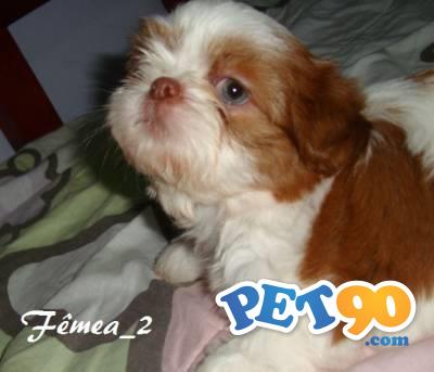 Shih tzu - Ótimo Pedigree - Com garantia de saúde em contrato