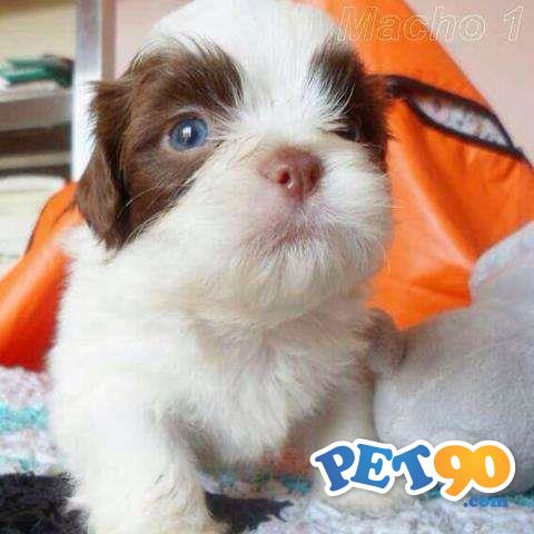 Shih tzu - Ótimo Pedigree - Com garantia de saúde em contrato