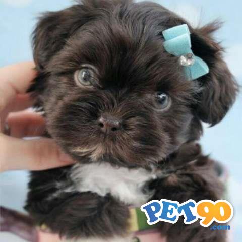 Shih tzu - Ótimo Pedigree - Com garantia de saúde em contrato