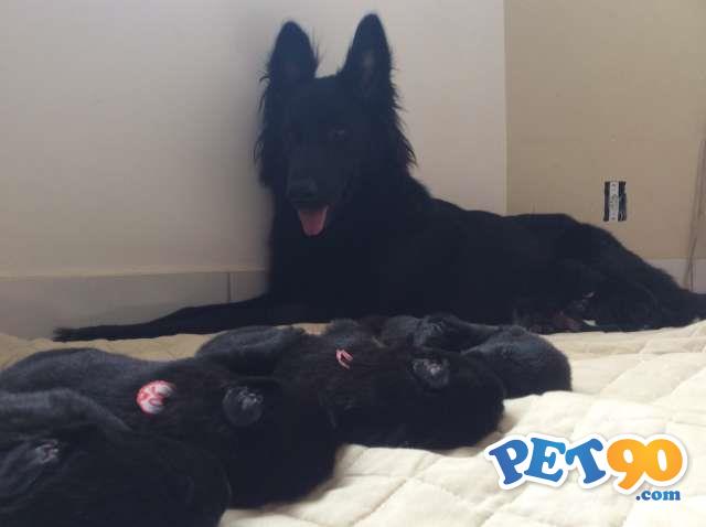 FILHOTE DE PASTOR BELGA