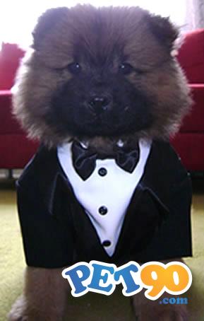 Smoking S/calça - Terno - Paletó