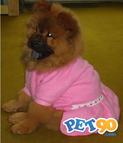 Smoking S/calça - Terno - Paletó