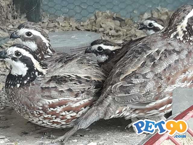 Codorna Bobwit Americana