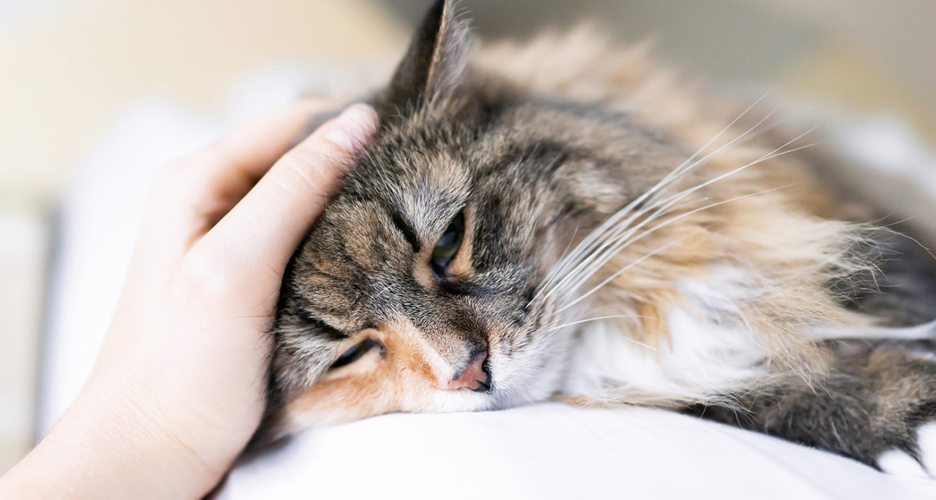 When Should I Bring Home a New Companion for My Grieving Cat?