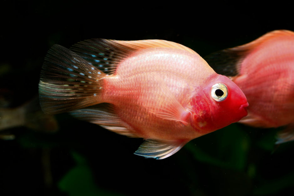 Avoid Dyed Or Painted Fish