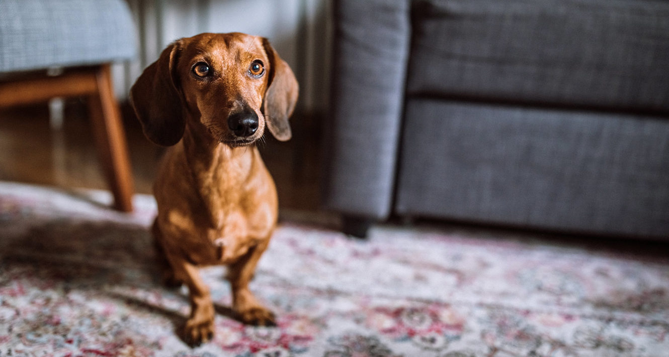 Dachshund Dog Breed Facts, Temperament and Care Info