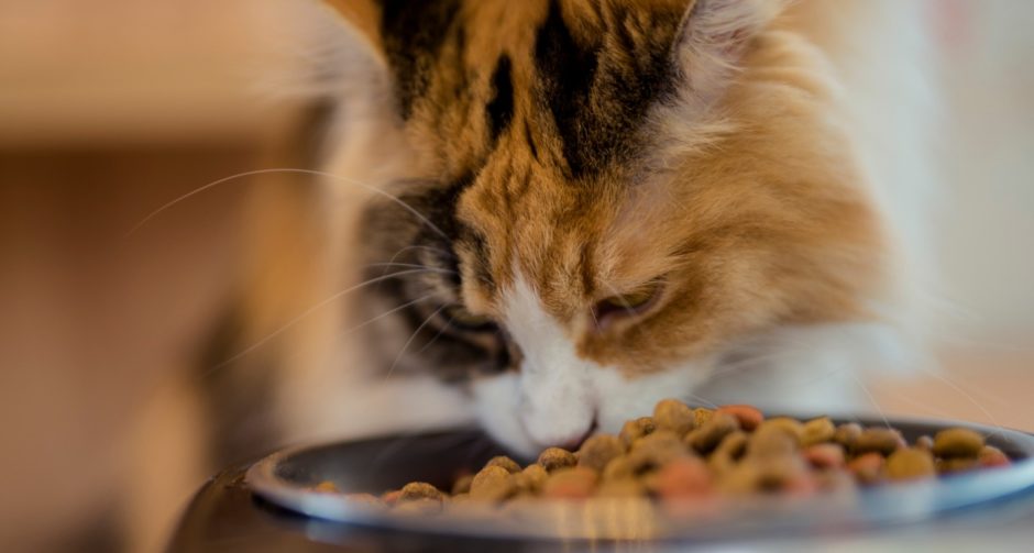 How Much To Feed Your Young Cat