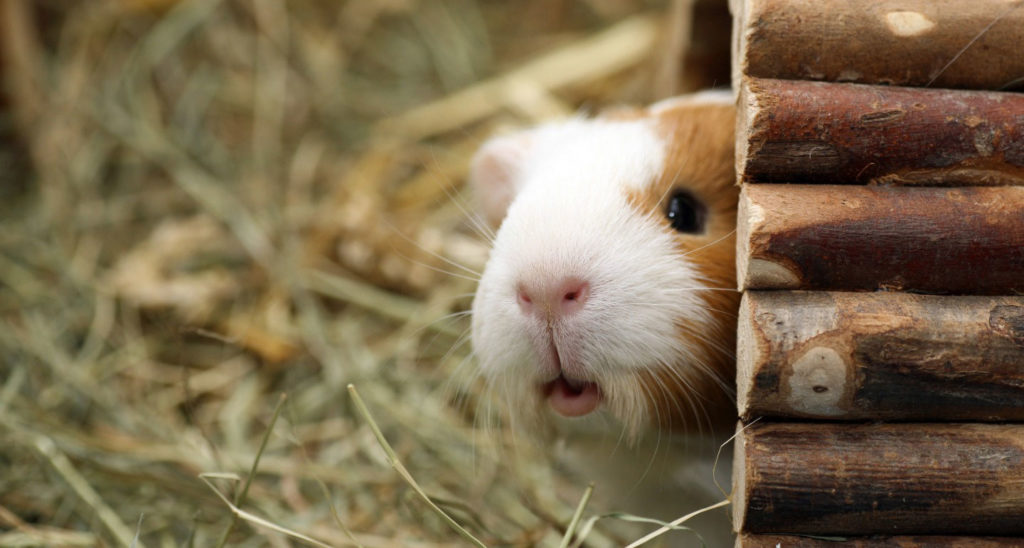10 Common Guinea Pig Behaviors Explained 10 Common Guinea Pig Behaviors Explained