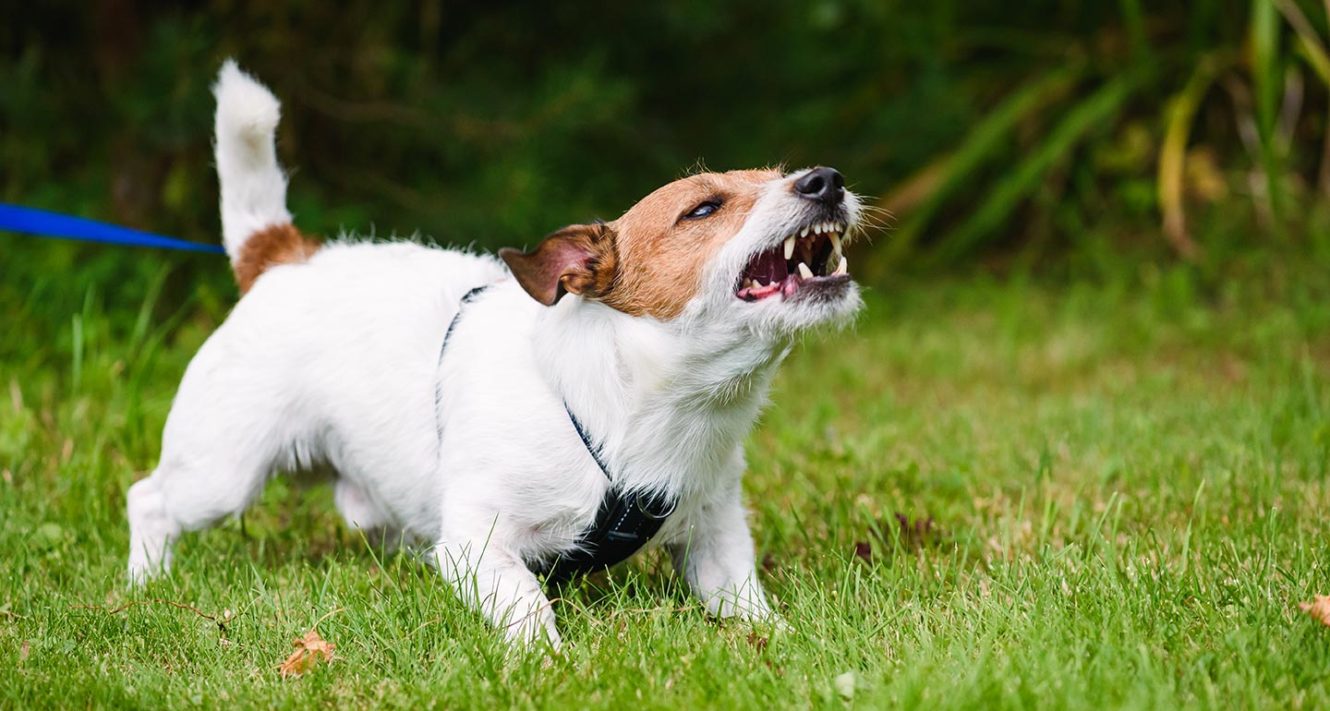 Is Your Older Dog Starting to Bite? How to Handle a Dog Becoming Aggressive