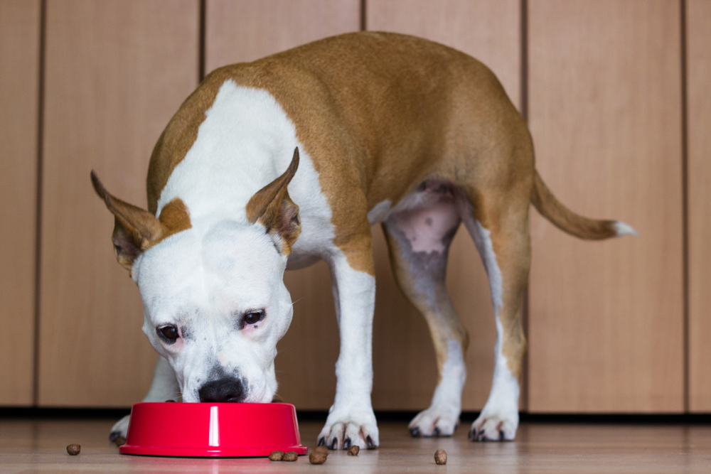 speedy pet slow feeder