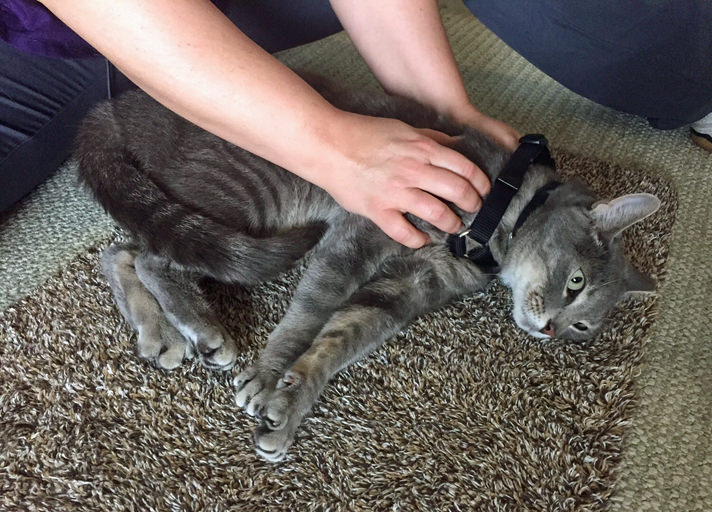 Pet Massage The Benefits and Proper Technique