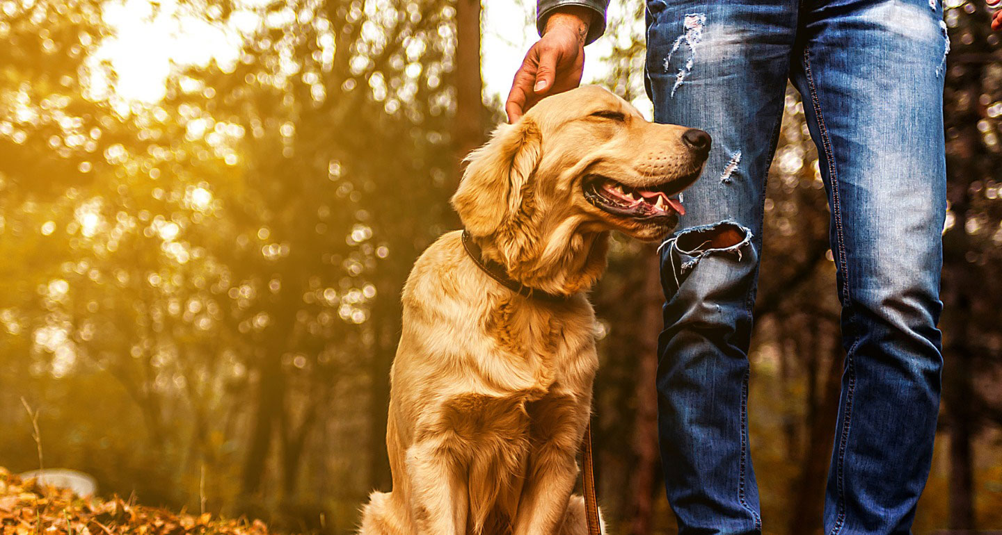 Acorns And Dogs Don’t Mix