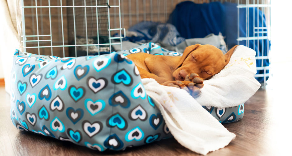 crate training a rescue dog