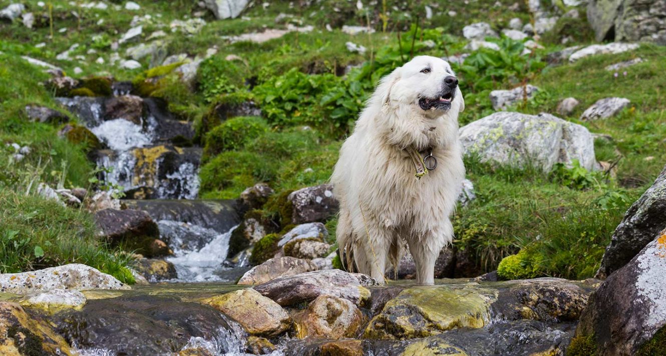 Great Pyrenees Dog Breed Facts, Temperament and Care Info