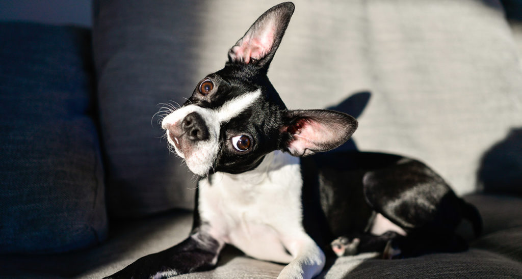 Boston Terrier Dog Breed Facts, Temperament and Care Info