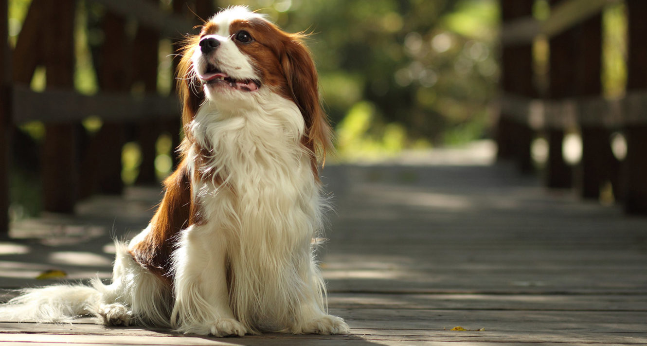 spaniel dog breeds list