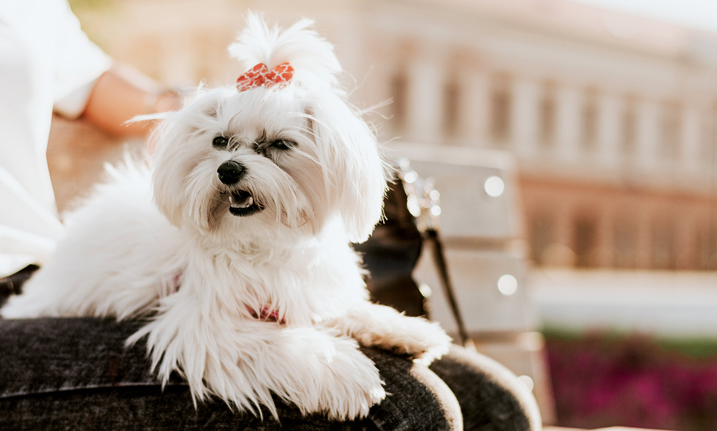 Maltese Dog Breed Facts, Temperament & Care Info