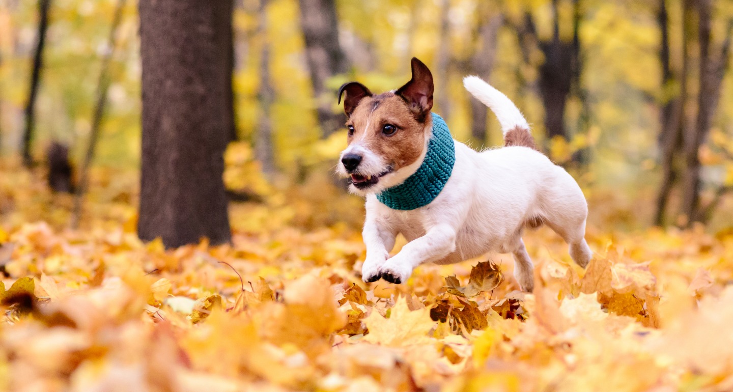 5 Fall Dangers for Dogs