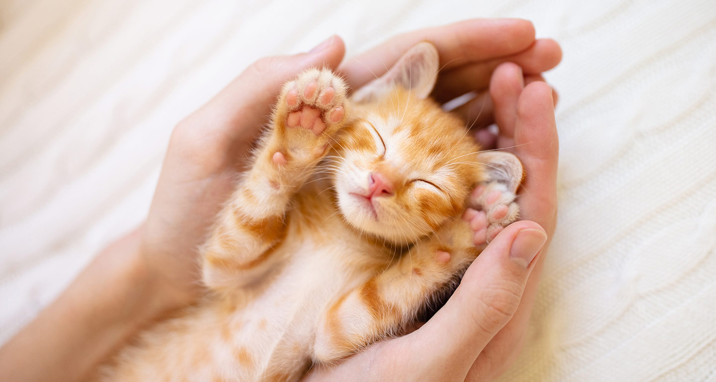 Everything You Need to Know to Foster Kittens