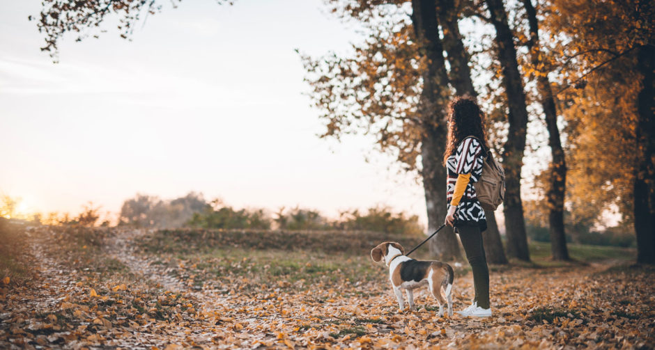 dog friendly destinations