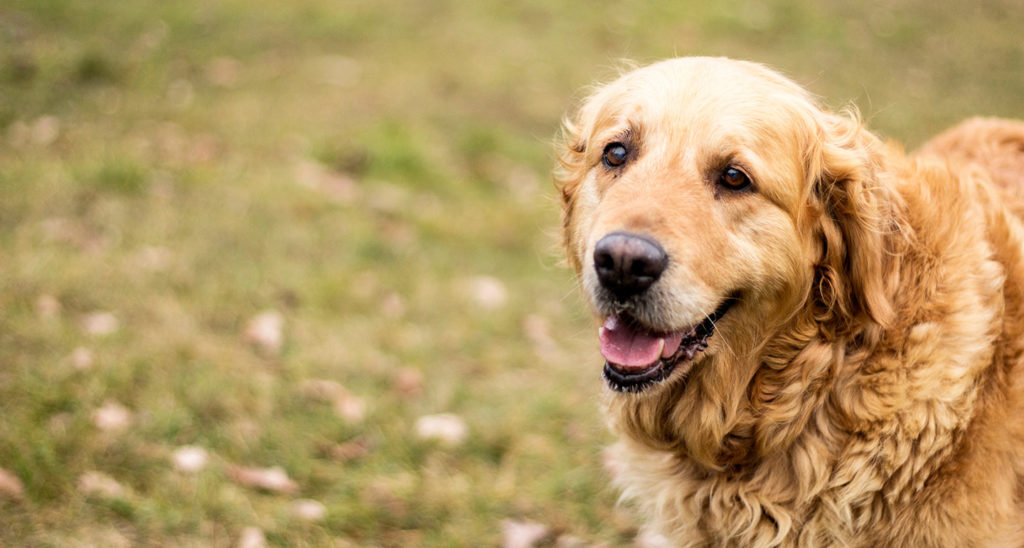 12 Ways to Have a Happy Senior Dog
