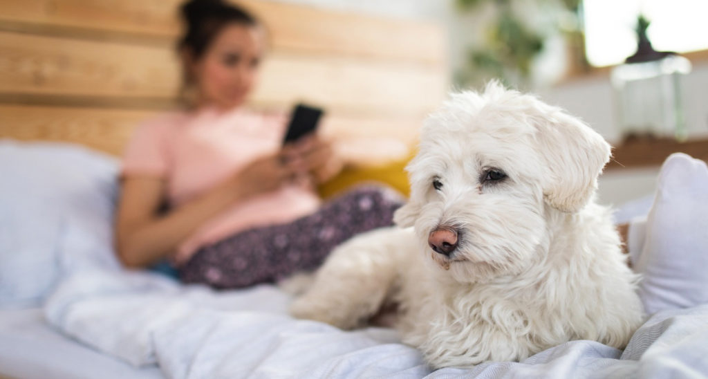 Why Does My Dog Shake? Dog Shivering Explained BeChewy
