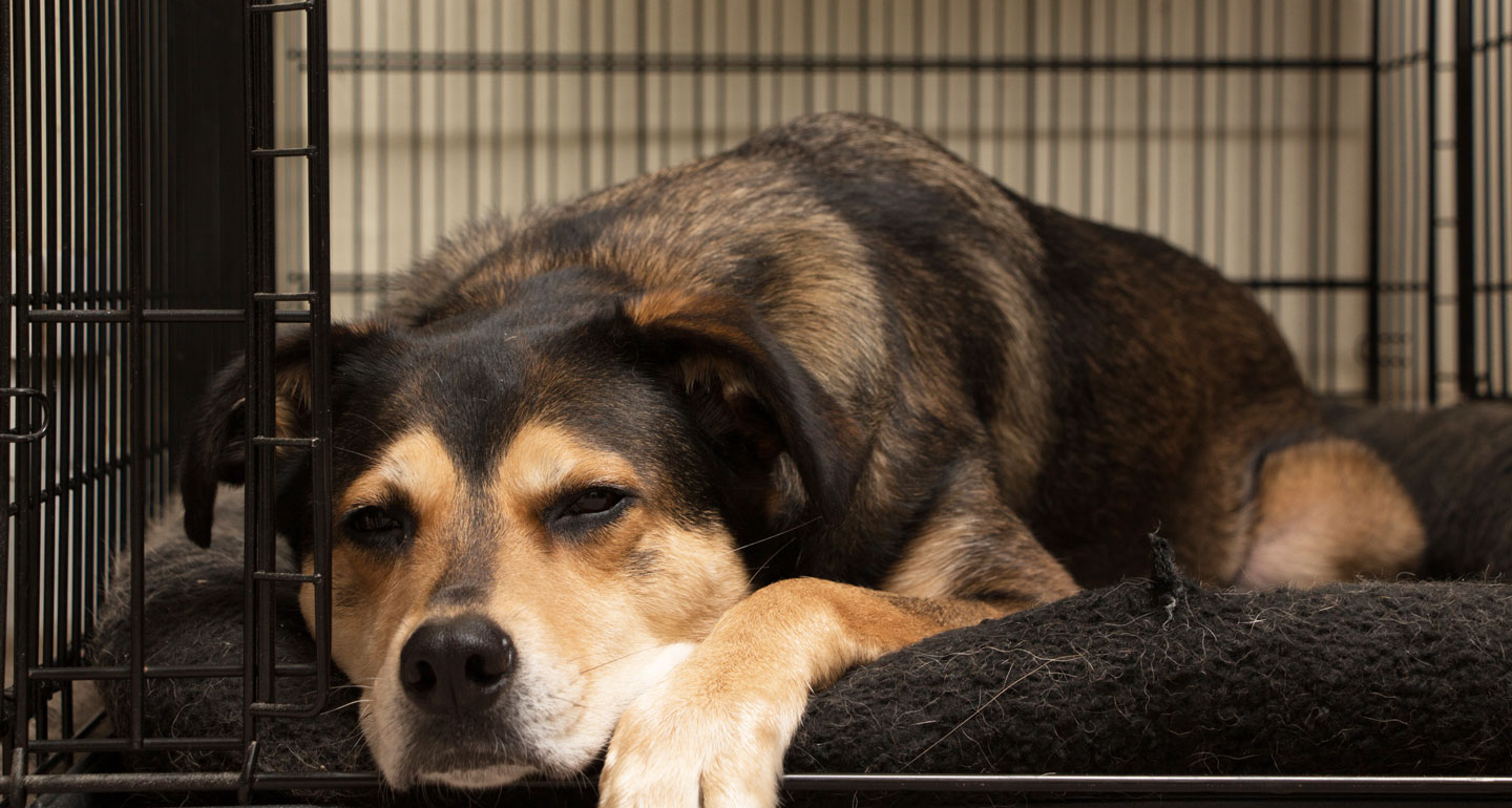 6 Reasons to Use (and Love) Your Dog’s Crate