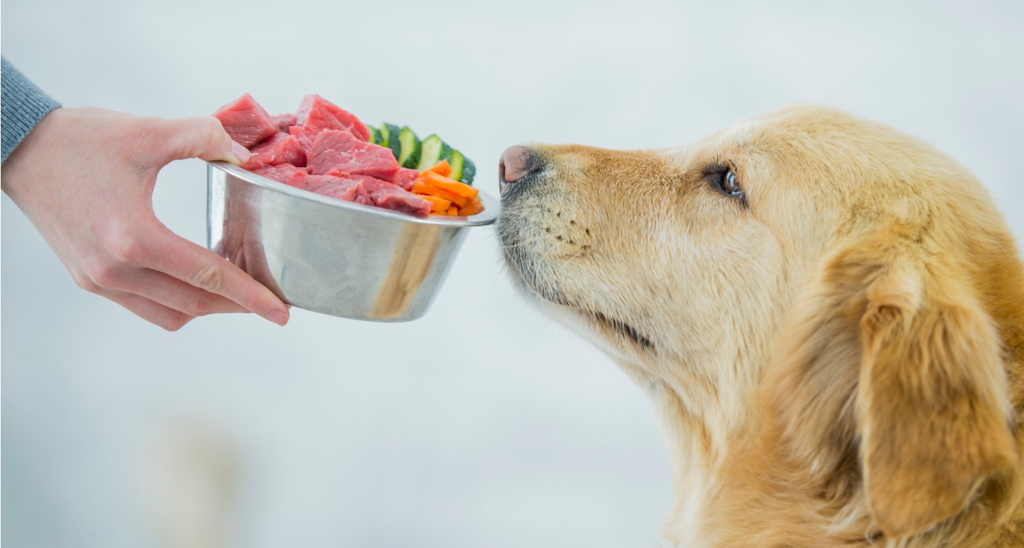8 Power Foods to Add to Your Dog’s Homemade or Raw Diet