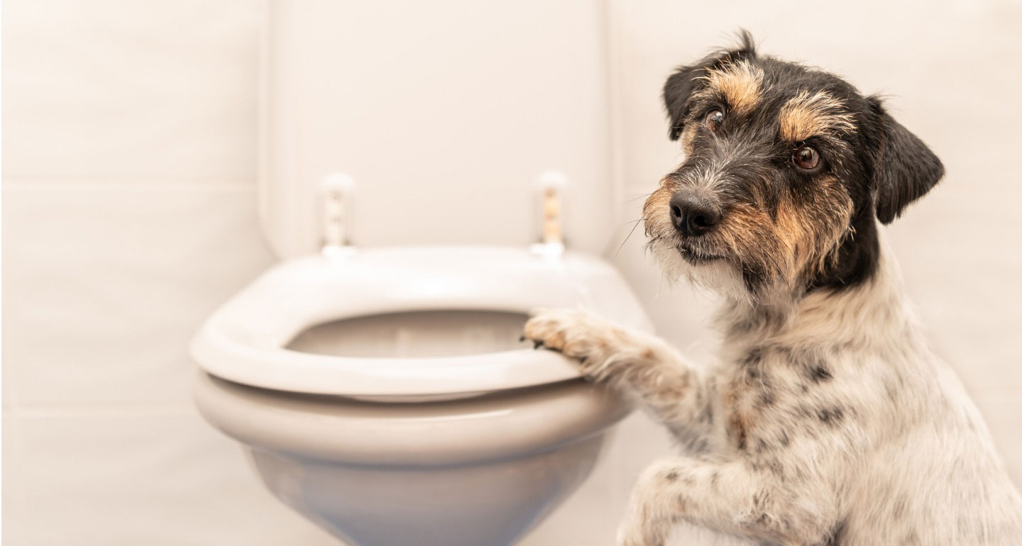 8 Gross Things Your Dog Does (And Why)