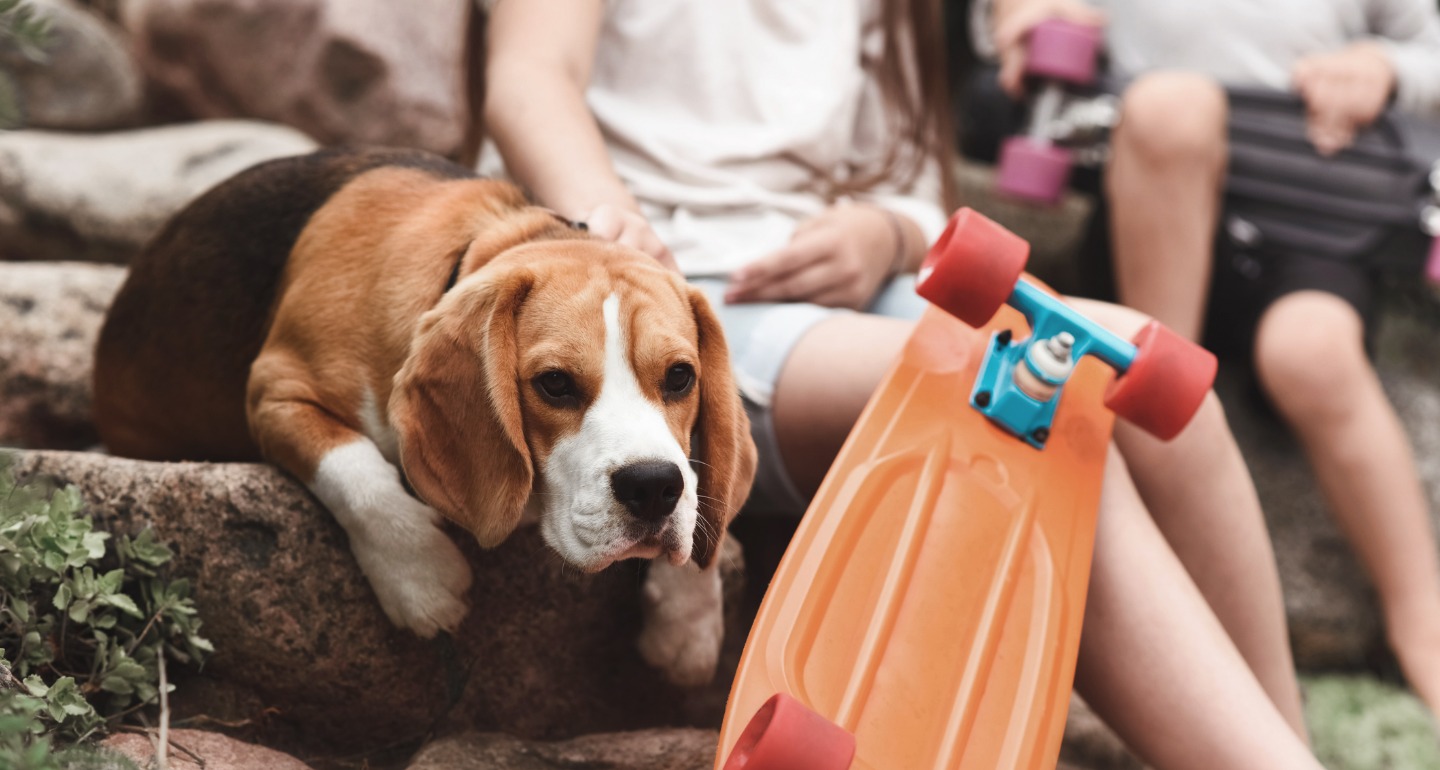 exposing dog to new things