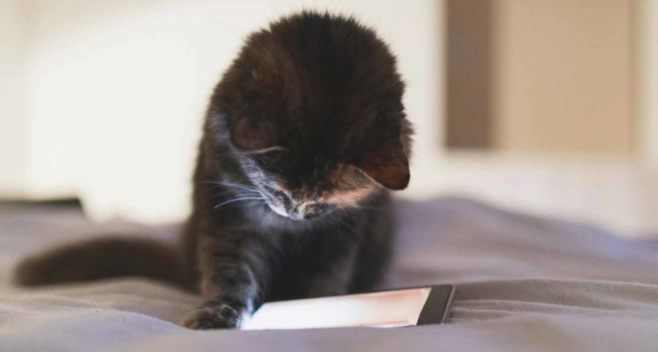 I FaceTime with My Cat. So What?