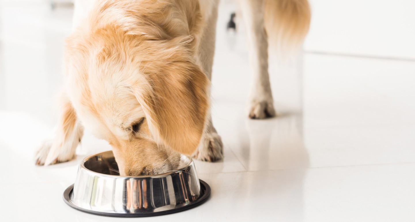 what grains are good for dogs