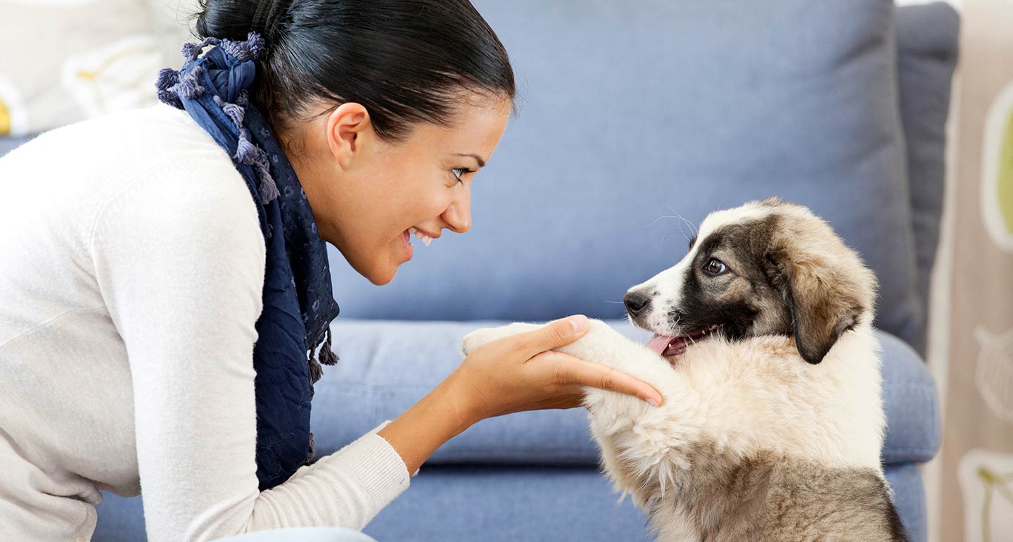 Bringing a Puppy Home Everything You Need to Know