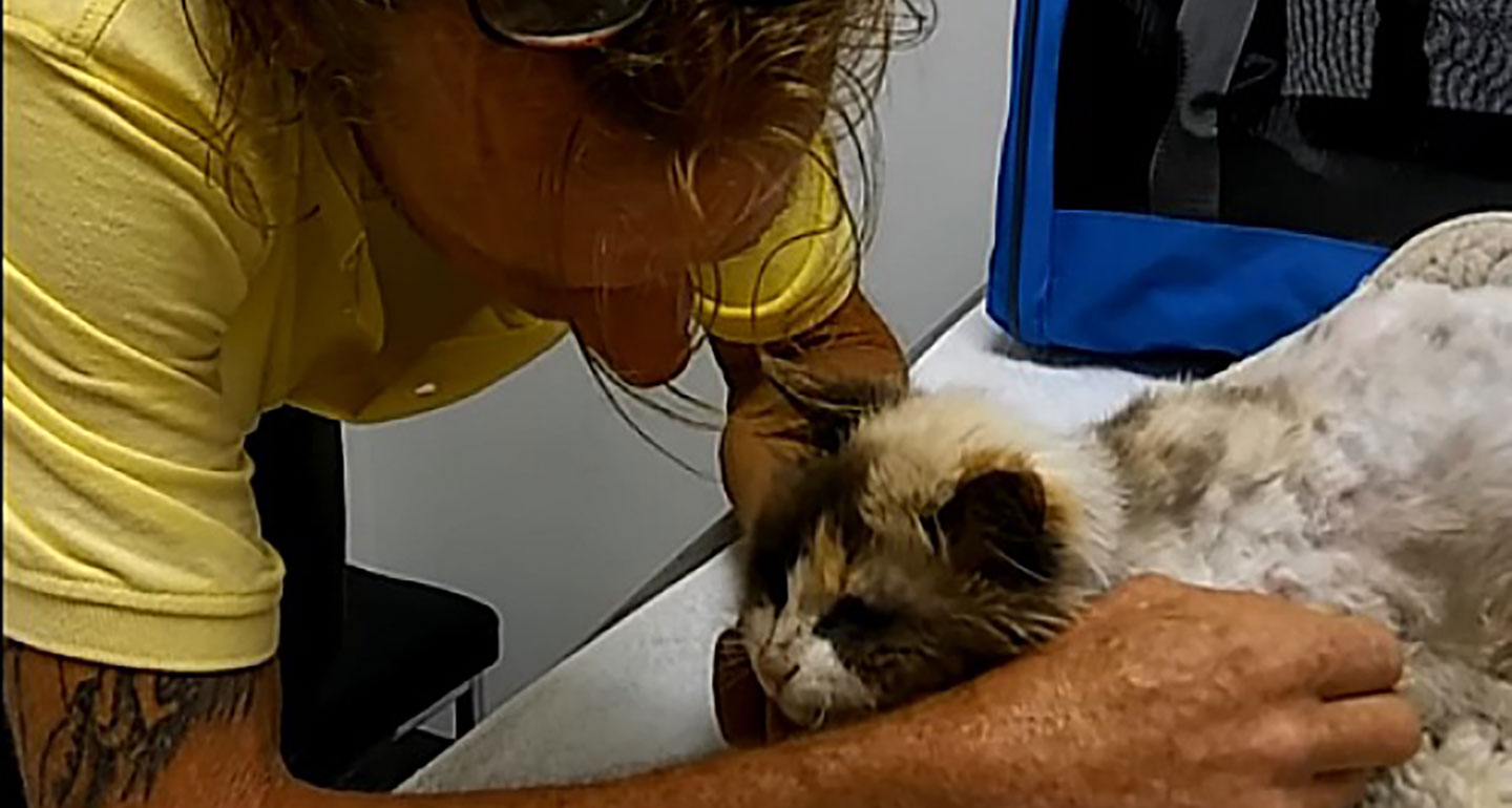 Watch the Emotional Reunion of a Missing Senior Cat and Her Owner