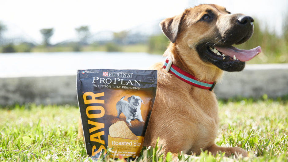 What to Do When Your Dog Doesn’t Want to Eat