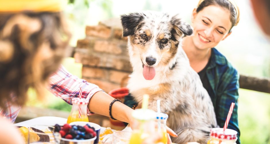 Can Dogs Eat Pickles And Other Condiments